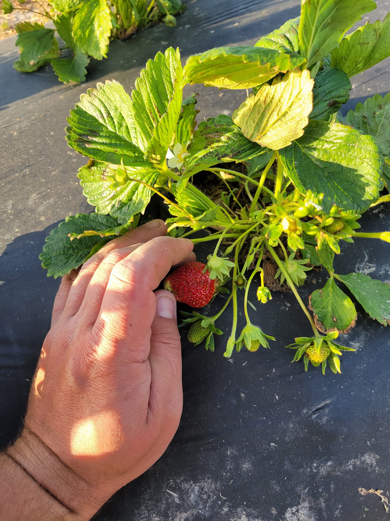 Hand picking a ripe strawberry from the plant