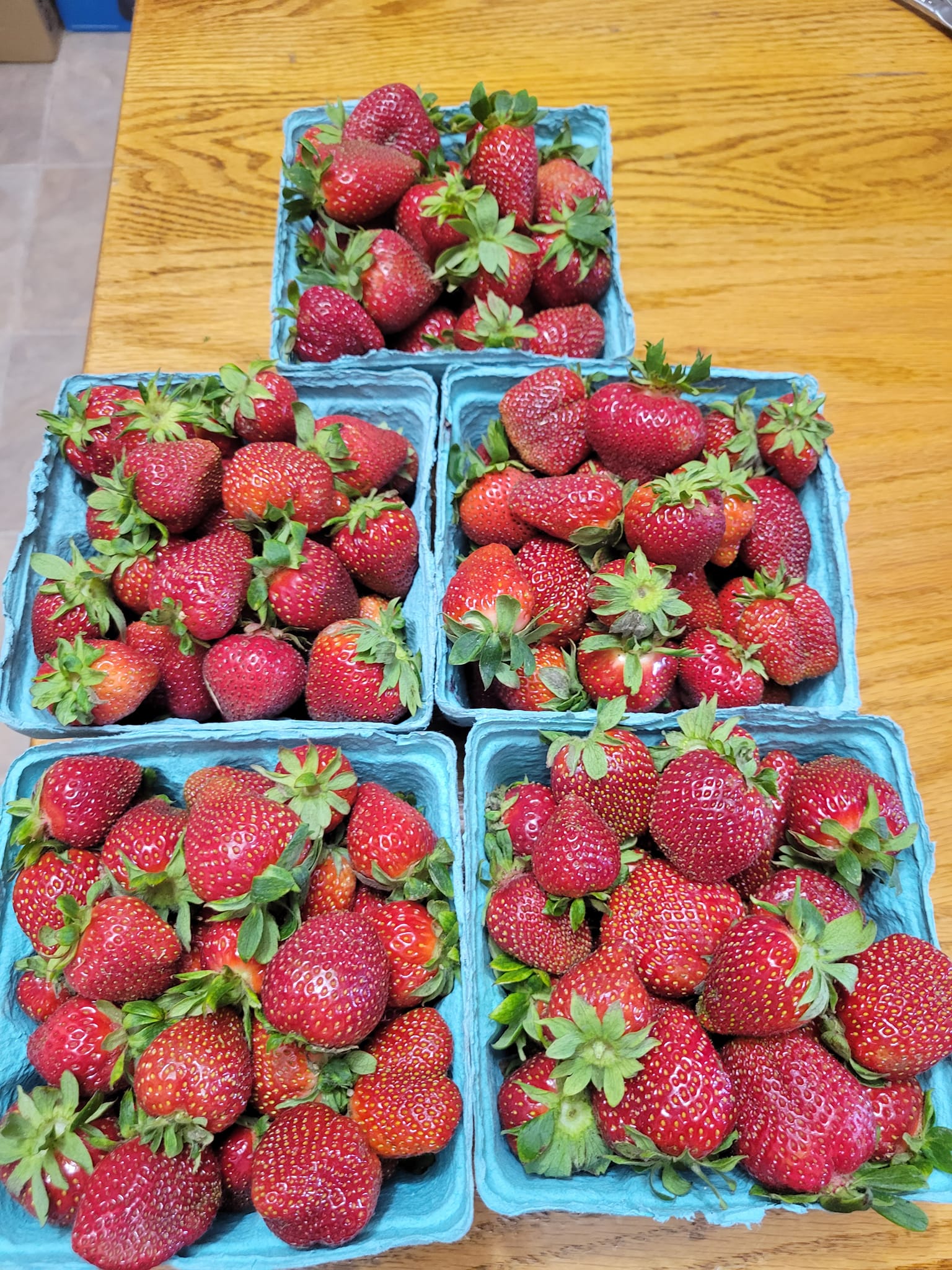 Several cartons of picked strawberries