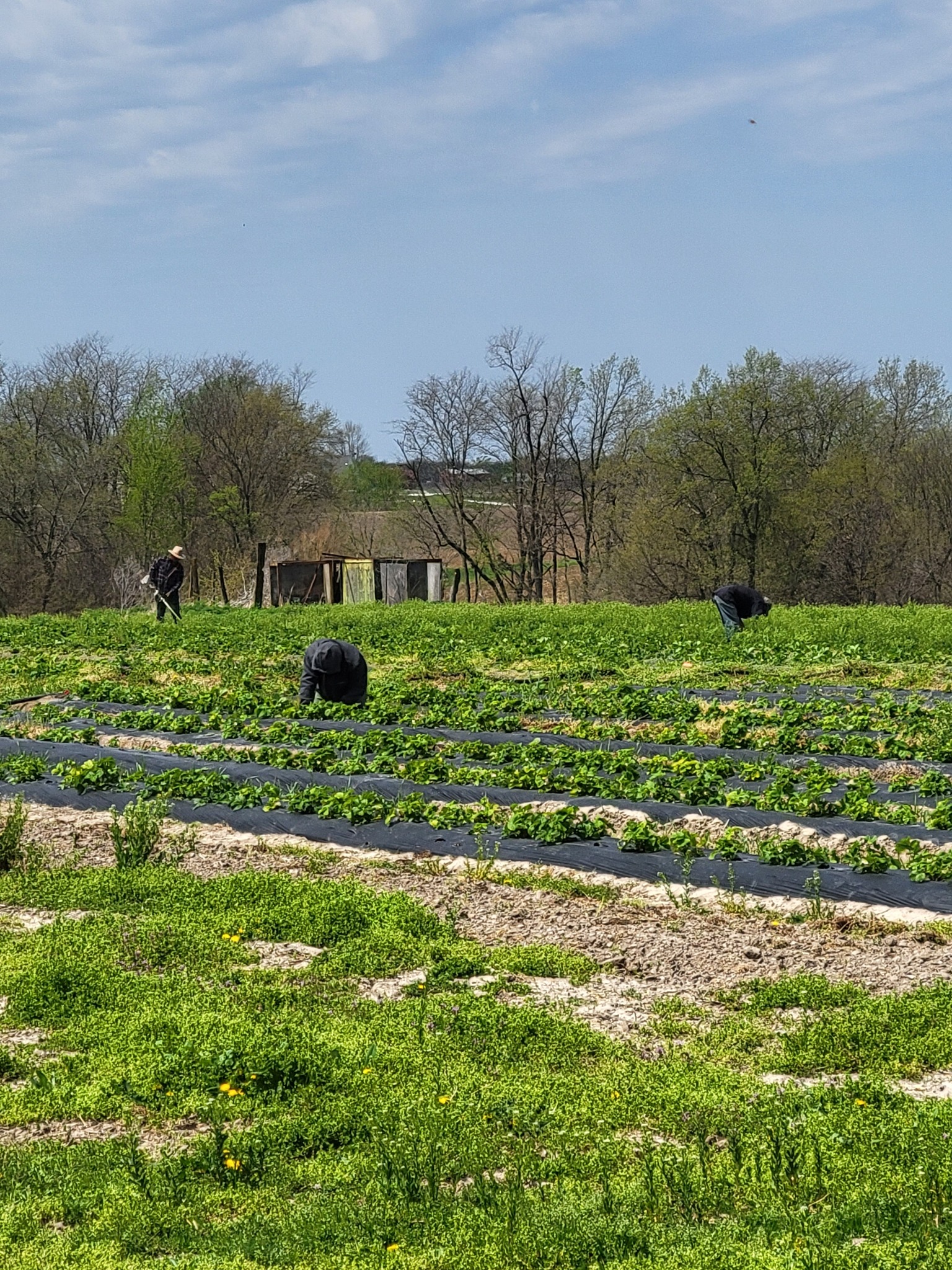 Workers in a strawberry field